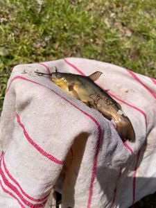 Black Bullhead