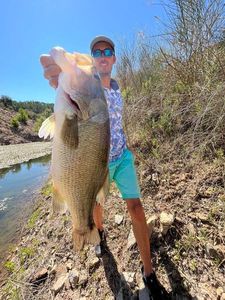 Largemouth Bass