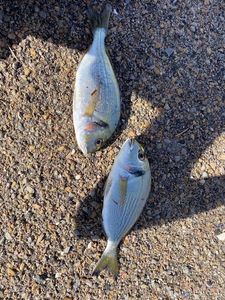 Gilthead Seabream