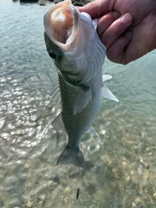 European Bass (Seabass)