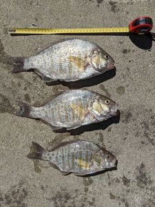 Surfperch