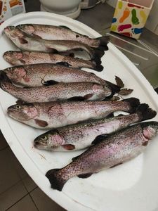 Rainbow Trout
