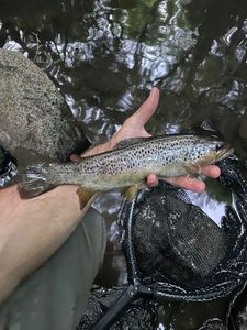 Brown Trout