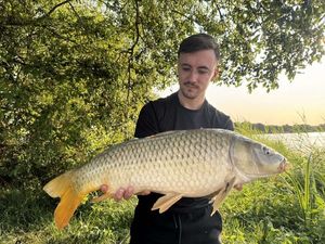 Common Carp
