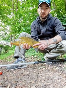 Tench