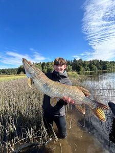 Northern Pike