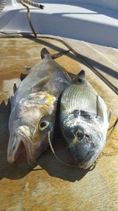 Greater Amberjack