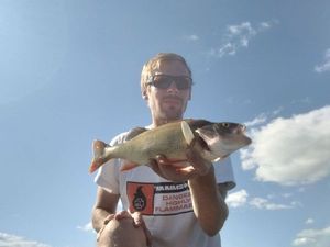 European Perch