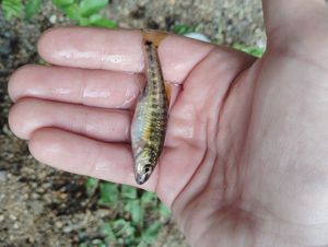 Common Minnow