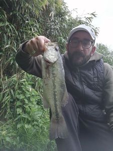 Smallmouth Bass