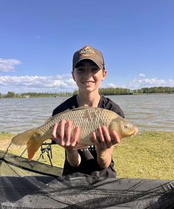 Common Carp