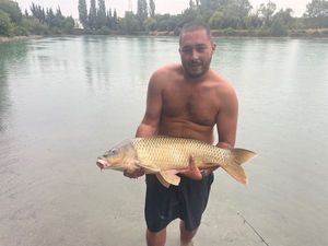 Common Carp