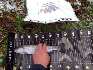 Rainbow Trout