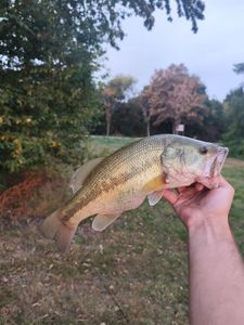 Largemouth Bass