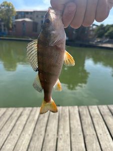 European Perch