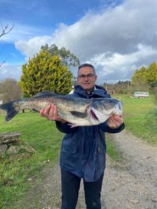 European Bass (Seabass)