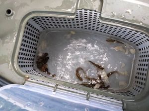 Common Minnow