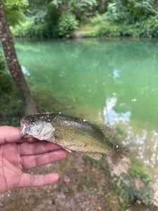 Smallmouth Bass