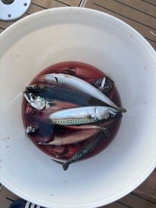Mackerel
