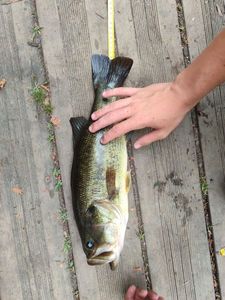 Largemouth Bass