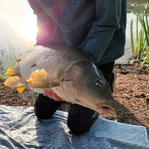 Leather Carp