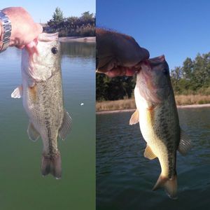 Smallmouth Bass