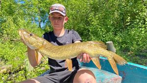 Northern Pike