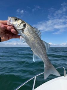European Bass (Seabass)