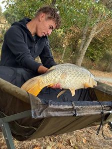 Common Carp