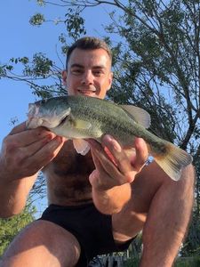 Largemouth Bass