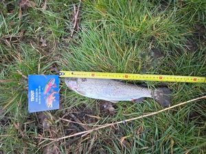 Rainbow Trout