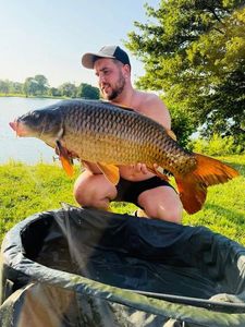 Common Carp