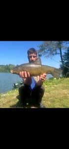 Tench