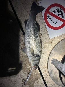 European Bass (Seabass)