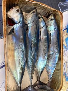 Skipjack Tuna