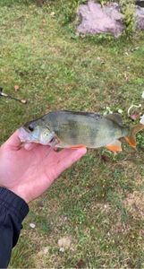 European Perch
