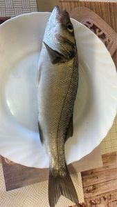 European Bass (Seabass)