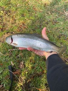 Rainbow Trout