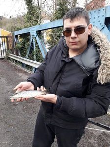 Brown Trout
