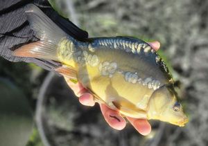 Mirror Carp