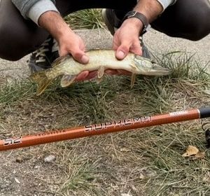 Northern Pike