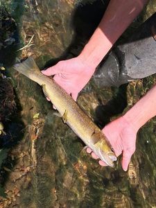 Brown Trout