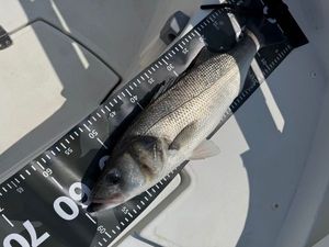 European Bass (Seabass)