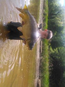 Mirror Carp