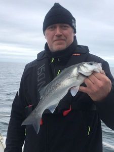 European Bass (Seabass)
