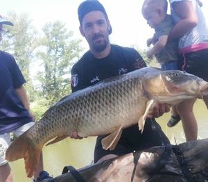 Common Carp
