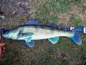 Zander