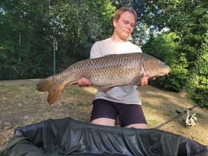 Common Carp