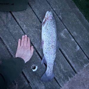 Rainbow Trout