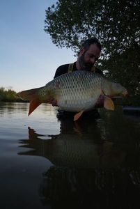 Common Carp